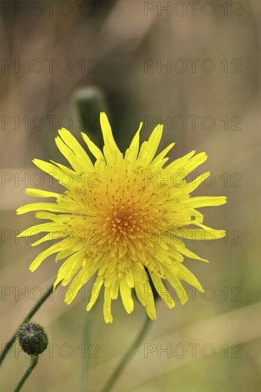 Wiesenpippau (Crepis biennis), yellow flower by the wayside on the Moselle, Cochem,