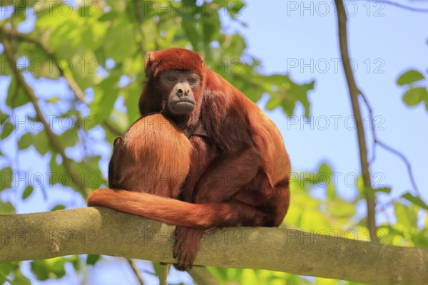Venezuelan red howler (Alouatta seniculus), adult, female, juvenile, on tree, resting, South
