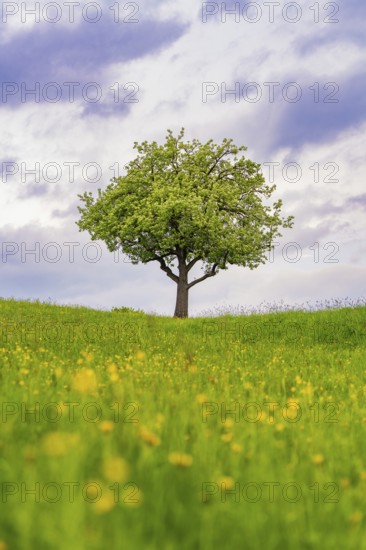 A single tree stands majestically in a blooming spring meadow under a cloudy sky, Gechingen,