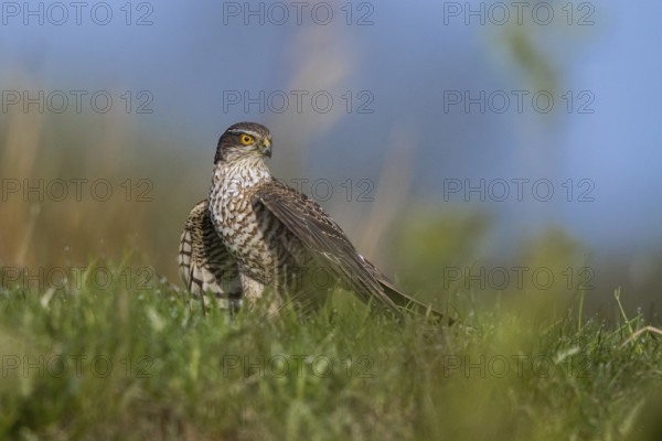 Eurasian Sparrowhawk (Accipiter nisus) female perched on the ground, North Rhine-Westphalia,