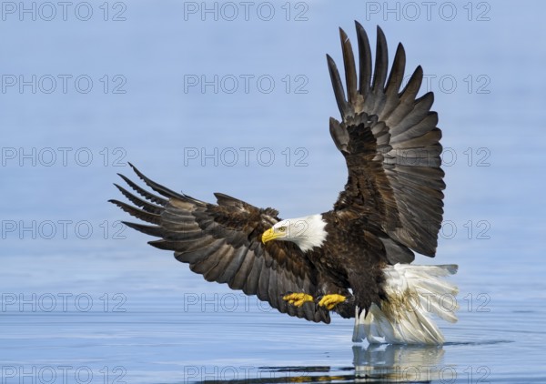 Bald Eagle (Haliaeetus leucocephalus) hunting, Alaska, USA