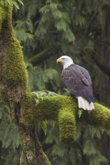 Bald Eagle (Haliaeetus leucocephalus), British Columbia, Canada