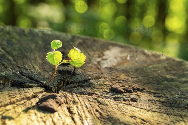 A young shoot sprouts from an old tree stump in the forest, a small insect sits on one of the