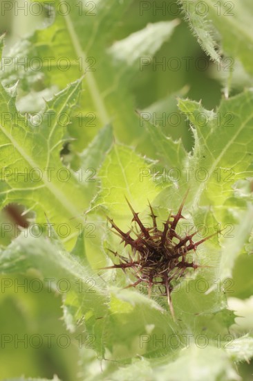 Benedict's weed (Centaurea benedicta, Cnicus benedictus), flower bud, medicinal plant, North