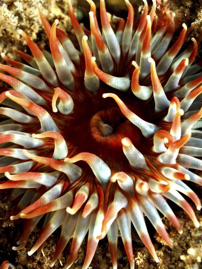 Dahlia anemone (Urticina felina), sea anemone, with long tentacles on the seabed. Dive site