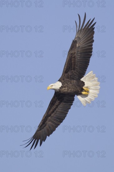 Bald Eagle (Haliaeetus leucocephalus) flying, Iowa, USA