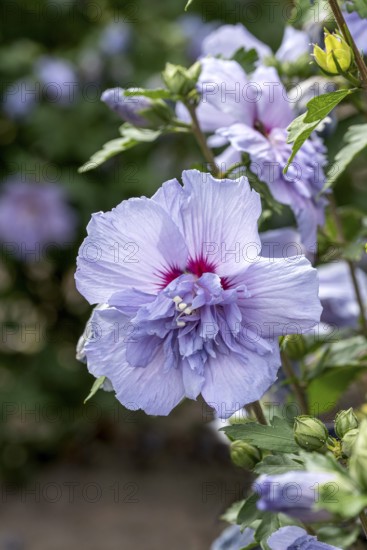 Garden marshmallow (Hibiscus syriacus BLUE CHIFFON), Anchers Havecenter, Ellerhoop-Thiensen,