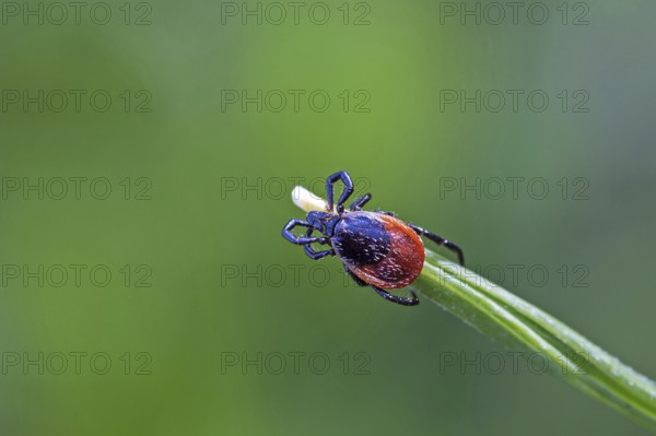 Castor Bean Tick on blade of grass, (Ixodes ricinus), animals, insects, beetles, mites, biotope,