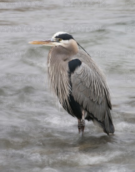 A Great_Blue Heron stands motionless in rushing water at Nimbus Fish Hatcherey, Rancho Cordova