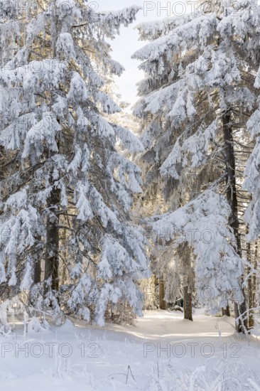 Even the tree trunks are all decorated with hoarfrost, snowy winter landscape on the Auersberg,
