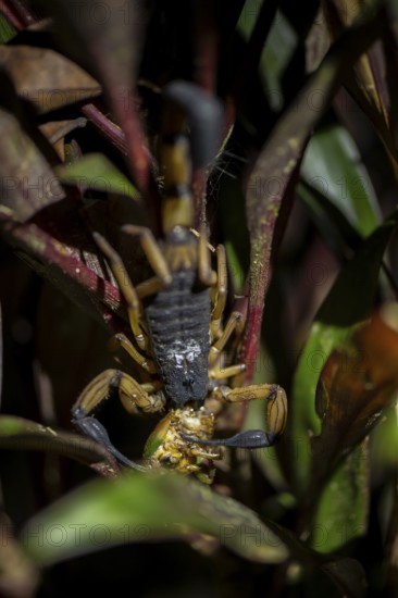 Bicoloured bark scorpion (Centruroides bicolor), scorpion eating prey, at night in the tropical