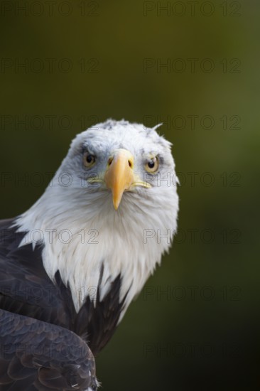 Bald eagle (Haliaeetus leucocephalus) adult bird of prey head portrait, England, United Kingdom -