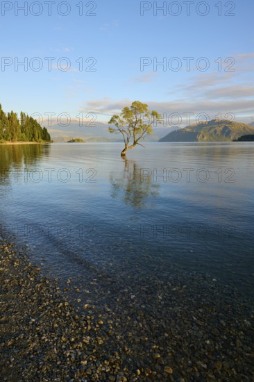 A tree stands in the lake on a rocky beach, surrounded by mountains in the morning light, summer,