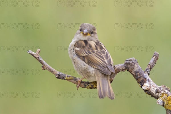 House sparrow, sparrow, house sparrow, (Passer domesticus), animals, birds, songbirds, sparrow