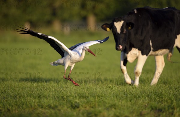 Weissstorch (Ciconia ciconia), White Stork, Altvogel wird von einer Kuh vertrieben, Oktober, NSG