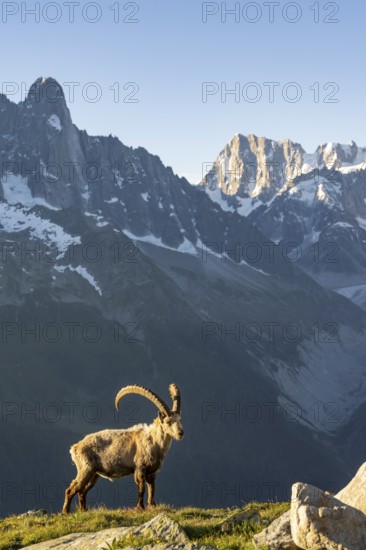 Alpine ibex (Capra ibex), adult male, in front of mountain landscape in morning light, in the