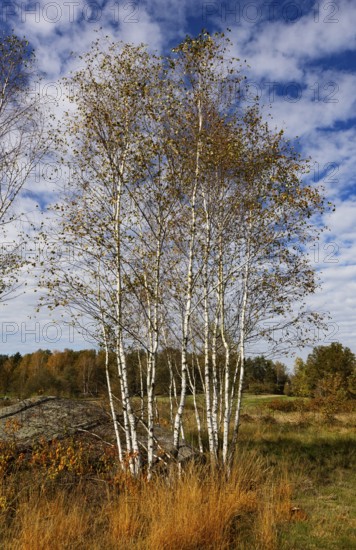 Lean meadow, altocumulus, cloudy sky with fleecy clouds and birch trees in the Blockheide nature