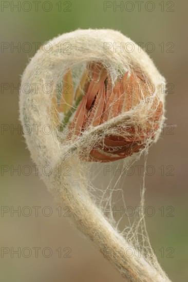 Cinnamon fern (Osmundastrum cinnamomeum, Osmunda cinnamomea), leaf emergence in spring, ornamental