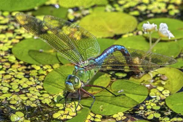 Emperor dragonfly, blue emperor (Anax imperator, Anax formosa) female with blue abdomen laying eggs