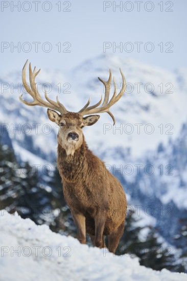 Red deer (Cervus elaphus) stag on a snowy meadow in the mountains in tirol, Kitzbühel, Wildpark