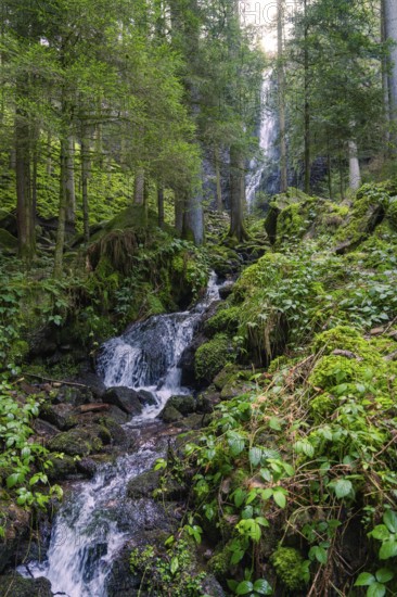 A mountain stream flows through a dense forest with lush vegetation, Burgbach waterfall, Bad