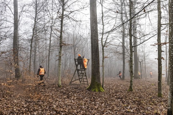 Driven hunting in Schönbuch. In autumn, hunters go hunting for wild boar and deer. Drivers in