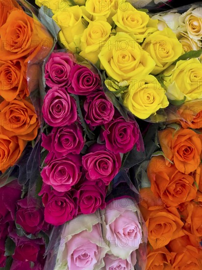 Top view of offer arrangement of roses in four bouquets bouquets of roses with pink pink yellow red