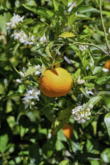 Orange (Citrus sinensis) blossom, close-up of blossoms and ripe fruit, near Bolulla, Costa Blanca,