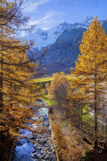 Autumn landscape with larches, Dom 4545m and Täschhorn 4491m of the Mischabel group, Saas-Fee, Saas