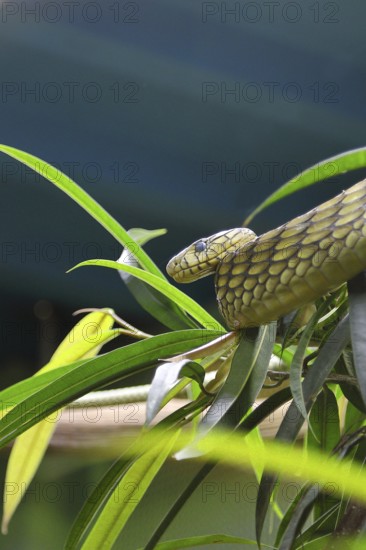 Leafy green mamba (Dendroaspis viridis), Western green mamba, venomous snake, climbs in a tree,