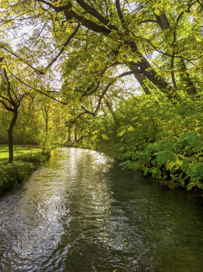 Autumn atmosphere in the English Garden, Schwabinger Bach, Munich, Bavaria, Germany