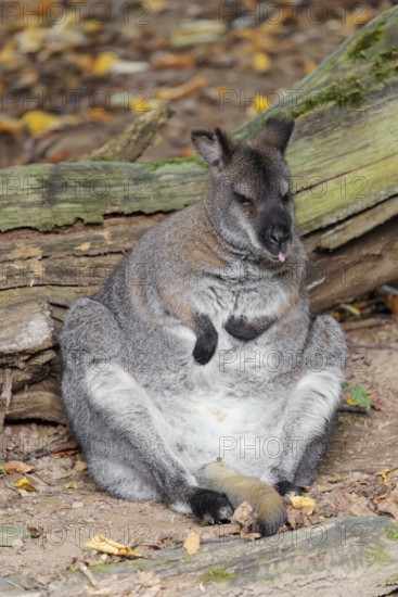 A red-necked wallaby or Bennett's wallaby (Macropus rufogriseus) sits on the forest floor leaning