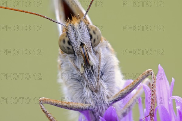 Dark Green Fritillary (Argynnis aglaja) portrait on Field Scabious (Knautia arvensis), North