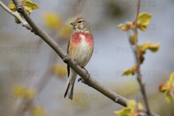 Linnet, linnet, flax finch, finch family, (Carduelis cannabina), Acanthis cannabina, animals,