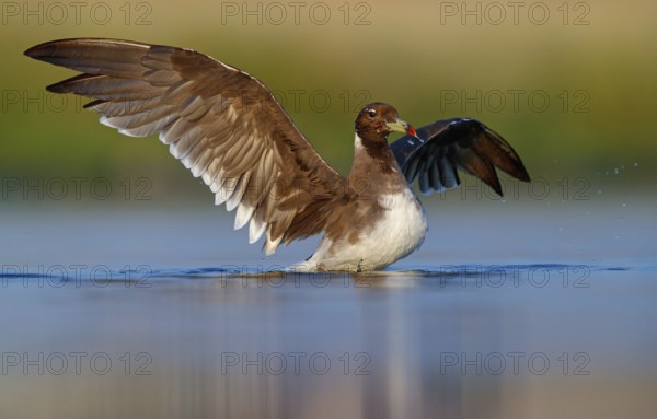Hemprich's Gull, (Ichthyaetus hemprichii), (Larus hemprichii), Fish Eagle Gull Salalah, Raysut,