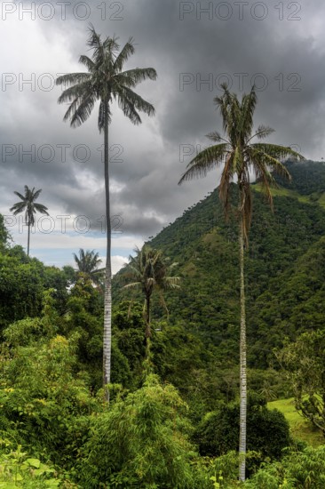 Wax palms largest palms in the world, Cocora valley, Unesco site coffee cultural landscape,