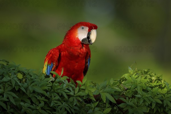 Red parrot Scarlet Macaw, Ara macao, bird sitting on the branch with food, Amazon, Brazil. Wildlife