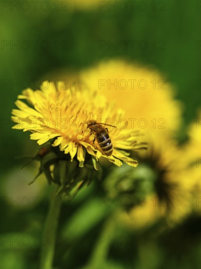 Honey bee (Apis mellifera) collecting pollen in the flower of a dandelion (taraxacum),