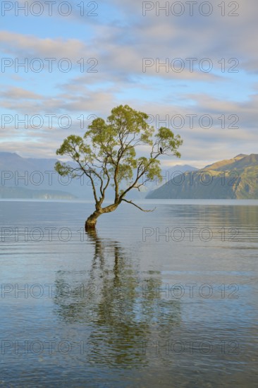 Tree in the clear water of a lake with mountains in the background and mild atmosphere, summer,