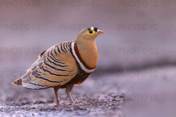 Bush flying fowl, (Pterocles quadricintus), three-banded flying fowl, three-banded flying fowl,