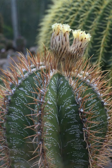 Cactus, flowering bishop's mitre (Astrophytum ornatum), Botanical Garden Erlangen, Middle