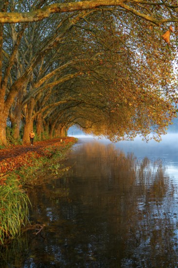 Autumn colours on the Platanen Allee, Hardenberg Ufer, lakeside path on Lake Baldeney, near Haus