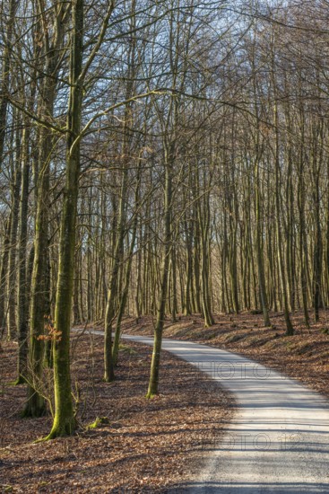 Narrow winding road through forest in spring-winter in Snogeholm nature reserve, Sjöbo