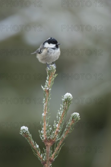 Coal tit (Periparus ater) adult bird on a frost covererd garden Christmas tree branch in winter,