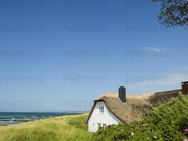 Coastal scene, blooming plants in the foreground, with a thatched building, Ahrenshoop, Baltic Sea,