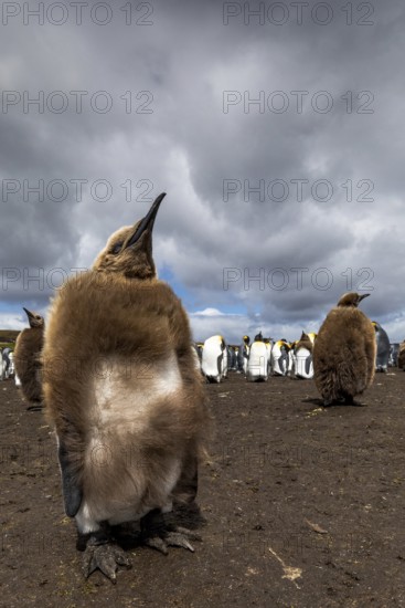 King Penguin (Aptenodytes patagonicus) juvenile, Falkland Islands