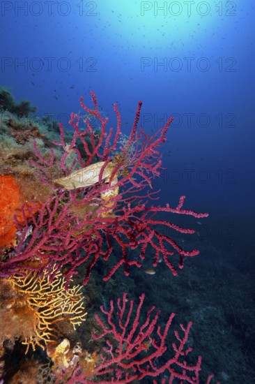 Two specimens of egg capsule of nursehound (Scyliorhinus stellaris) on violescent sea-whip