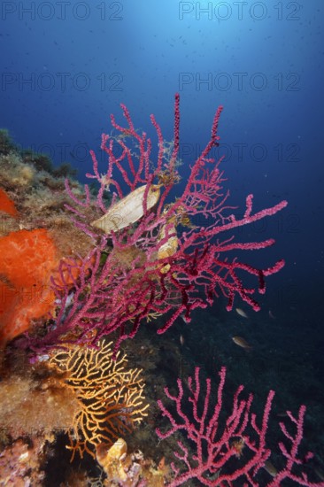 Egg capsule of large spotted catshark (Scyliorhinus stellaris) attached to Violescent sea-whip