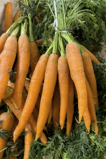 Bunch of carrots (Daucus carota) in display of grocery retailer wholesale fruit and vegetable