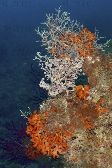Colourful underwater landscape with various creatures, mediterranean basket star (Astrospartus